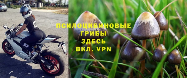 прущие грибы Хадыженск